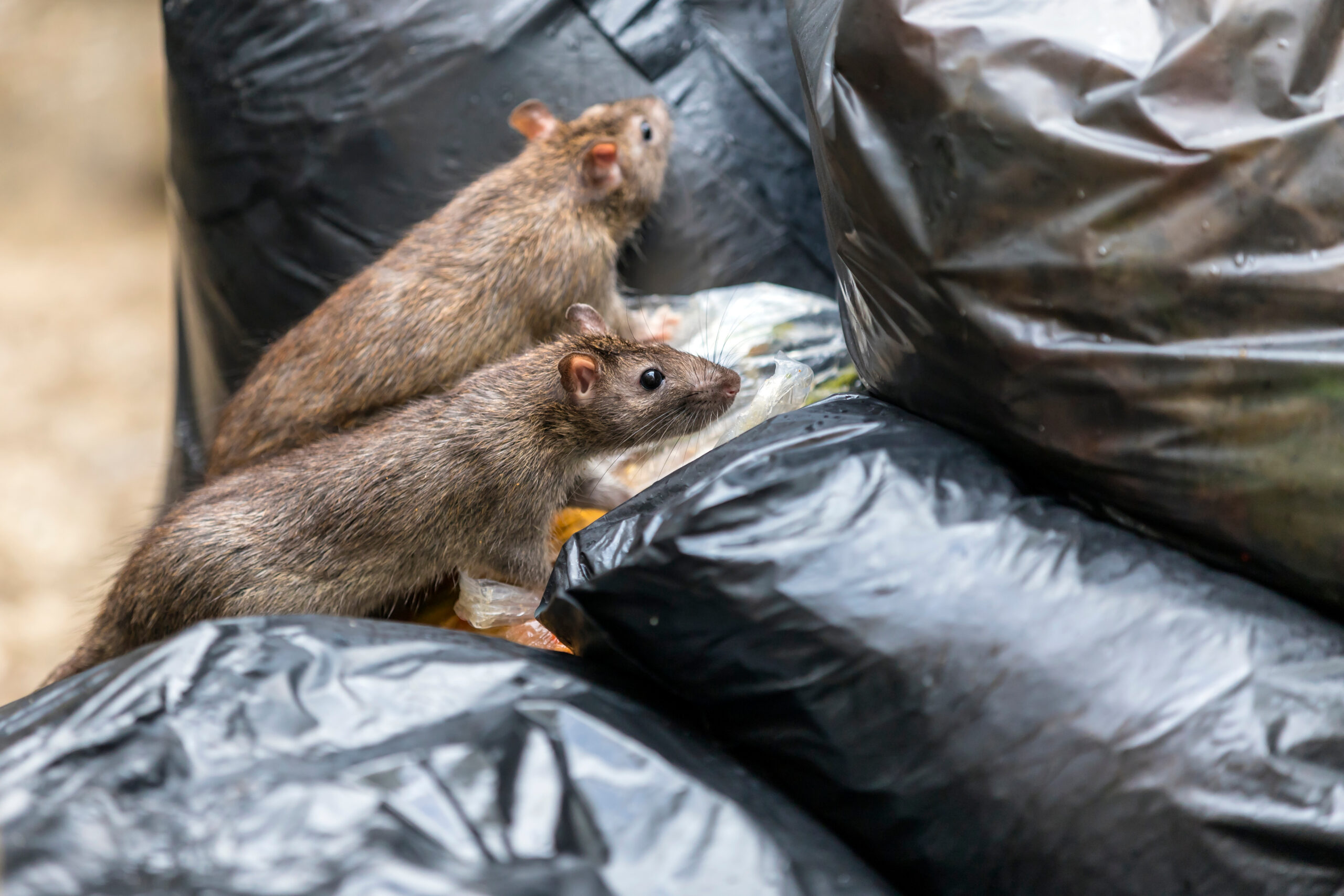 rats on black trash bags