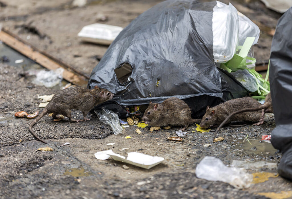 Rats in garbage