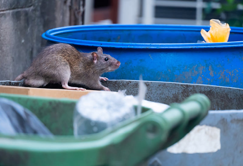 Rats searching for food