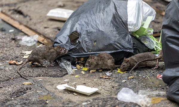 Rodent resistant bin systems
